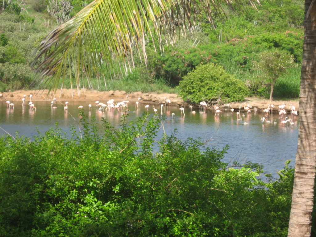 Flamingo Pond on Anegada