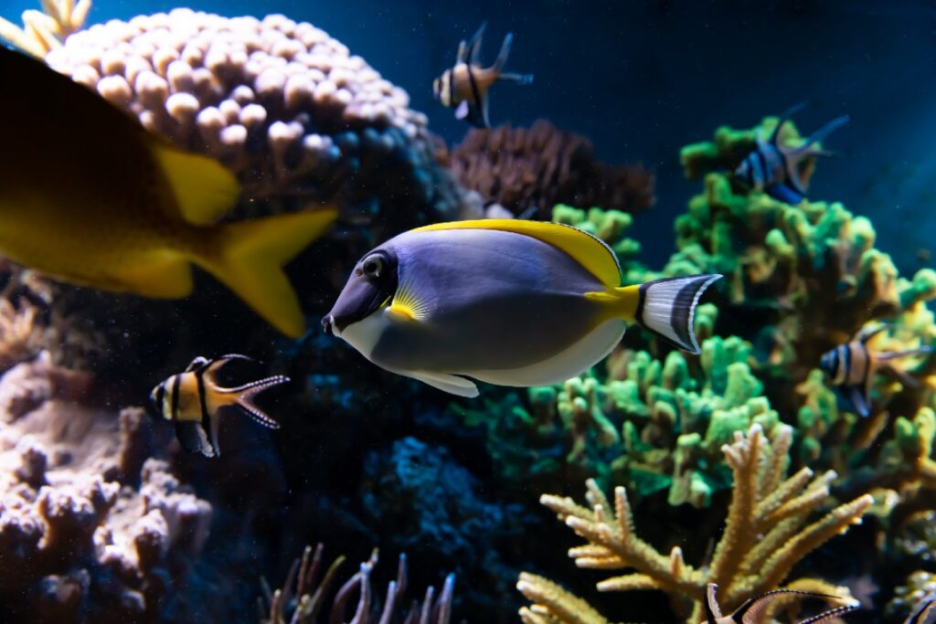 Tropical Fish   Photo Credit Max Leteg  unsplash - as can be seen diving on Great Tobago