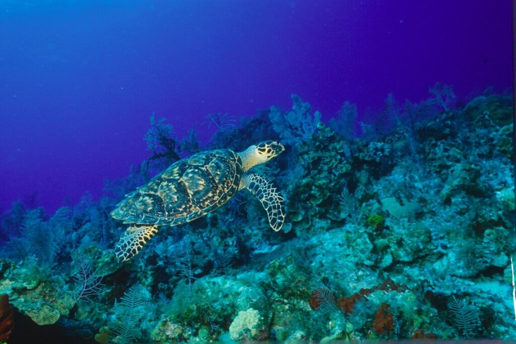 Hawks Bill Turtle can be seen in Saint Kitts Sandy Point National Marine Park